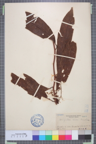 Specimen thumbnail